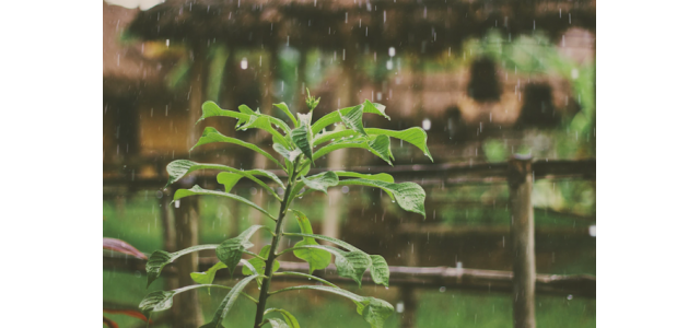 第313期逐日好诗网友谈论|听雨